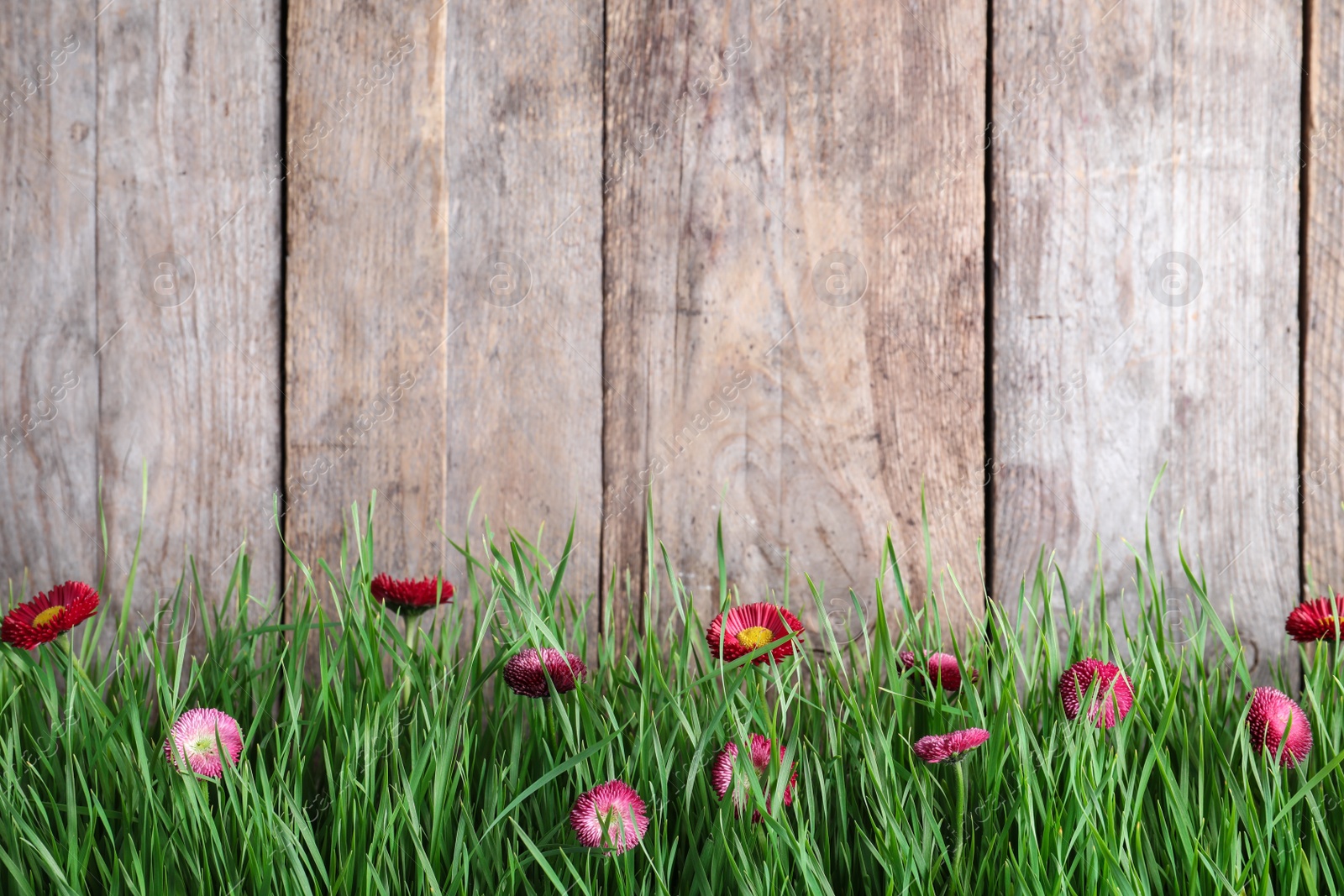 Photo of Vibrant green grass with beautiful flowers against wooden background, space for text