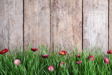 Vibrant green grass with beautiful flowers against wooden background, space for text