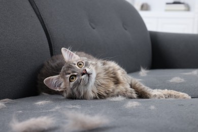 Photo of Cute cat and pet hair on grey sofa indoors