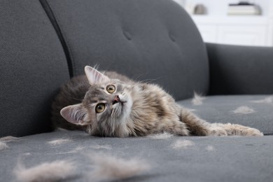 Cute cat and pet hair on grey sofa indoors