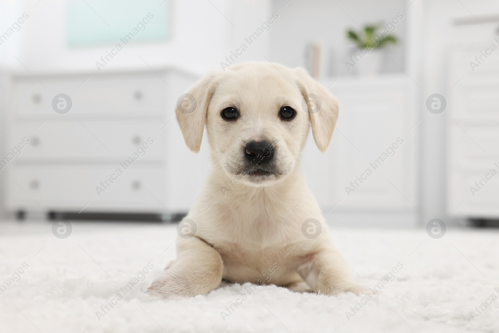 Photo of Cute little puppy lying on white carpet at home