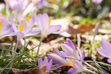 Photo of Beautiful crocus flowers growing outdoors, closeup. Space for text