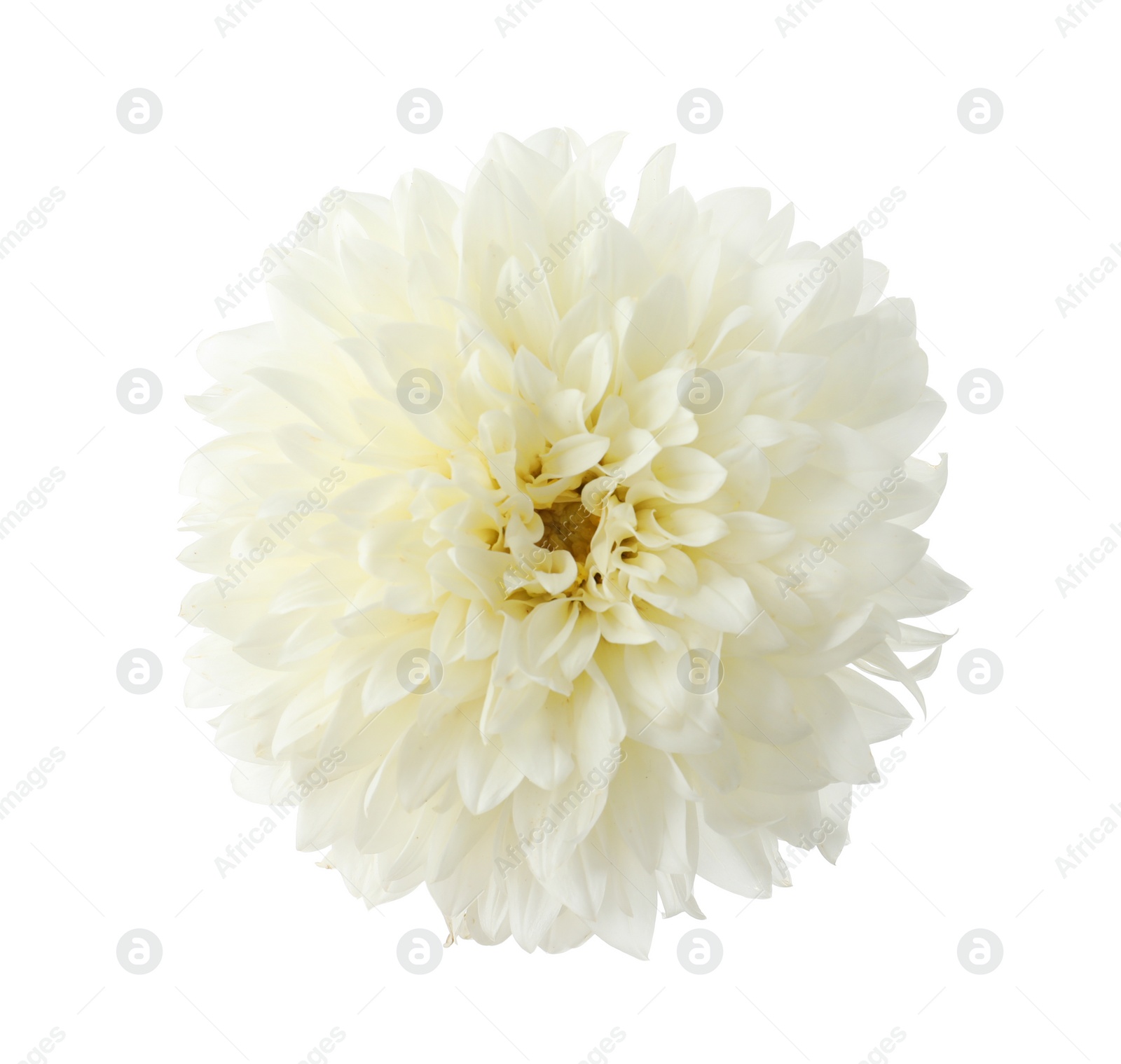 Photo of Beautiful blooming dahlia flower isolated on white