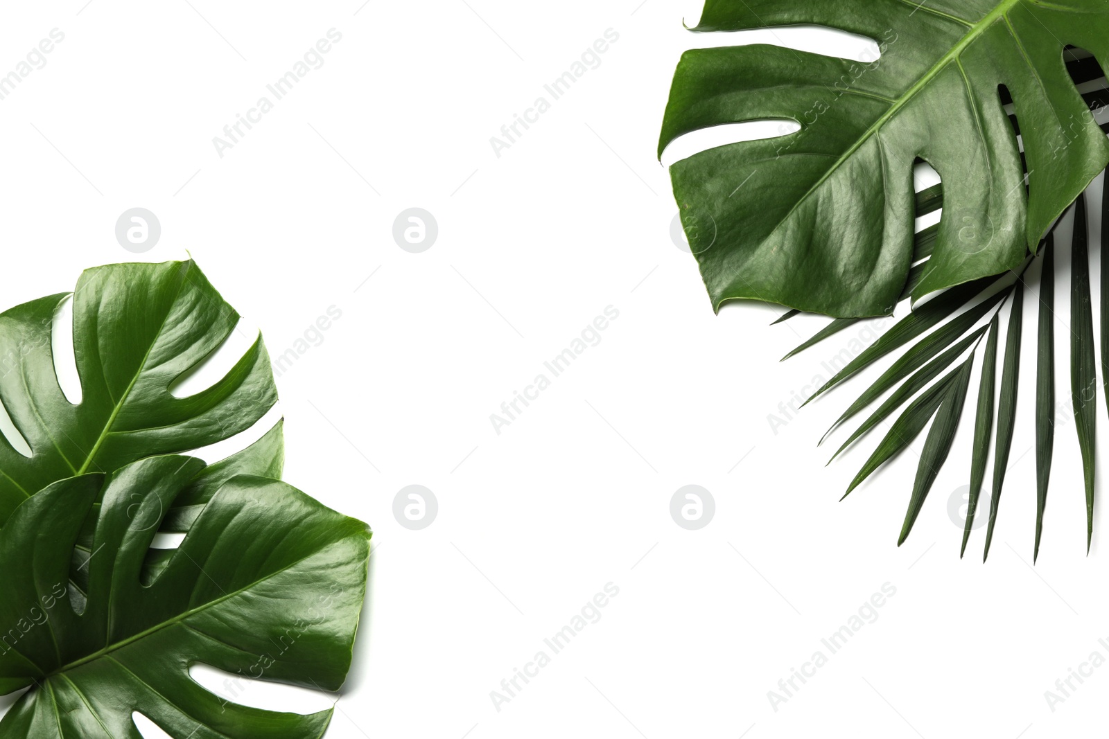 Photo of Flat lay composition with tropical leaves and space for text on white background