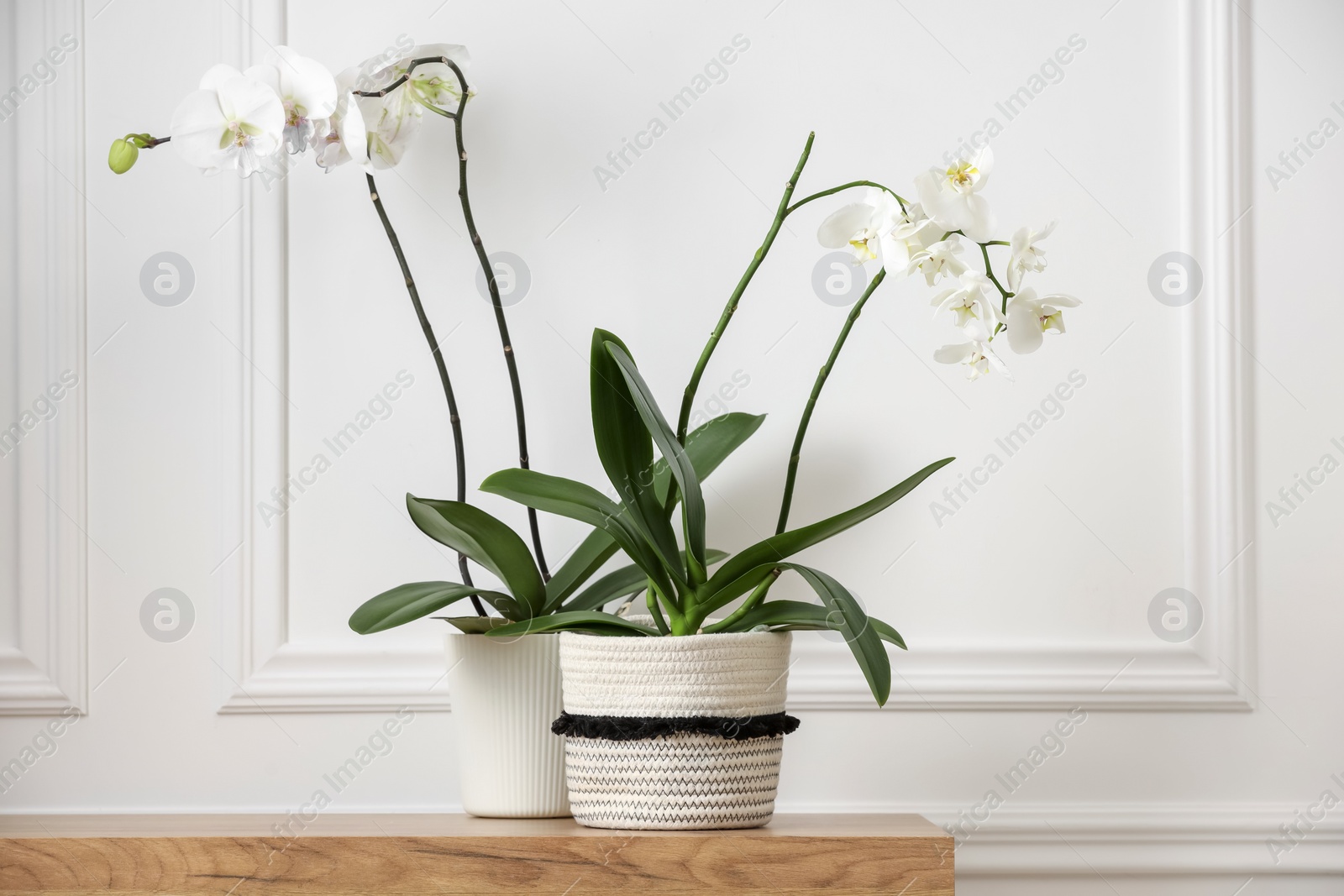 Photo of Blooming orchid flowers in pots on wooden chest of drawers near white wall indoors