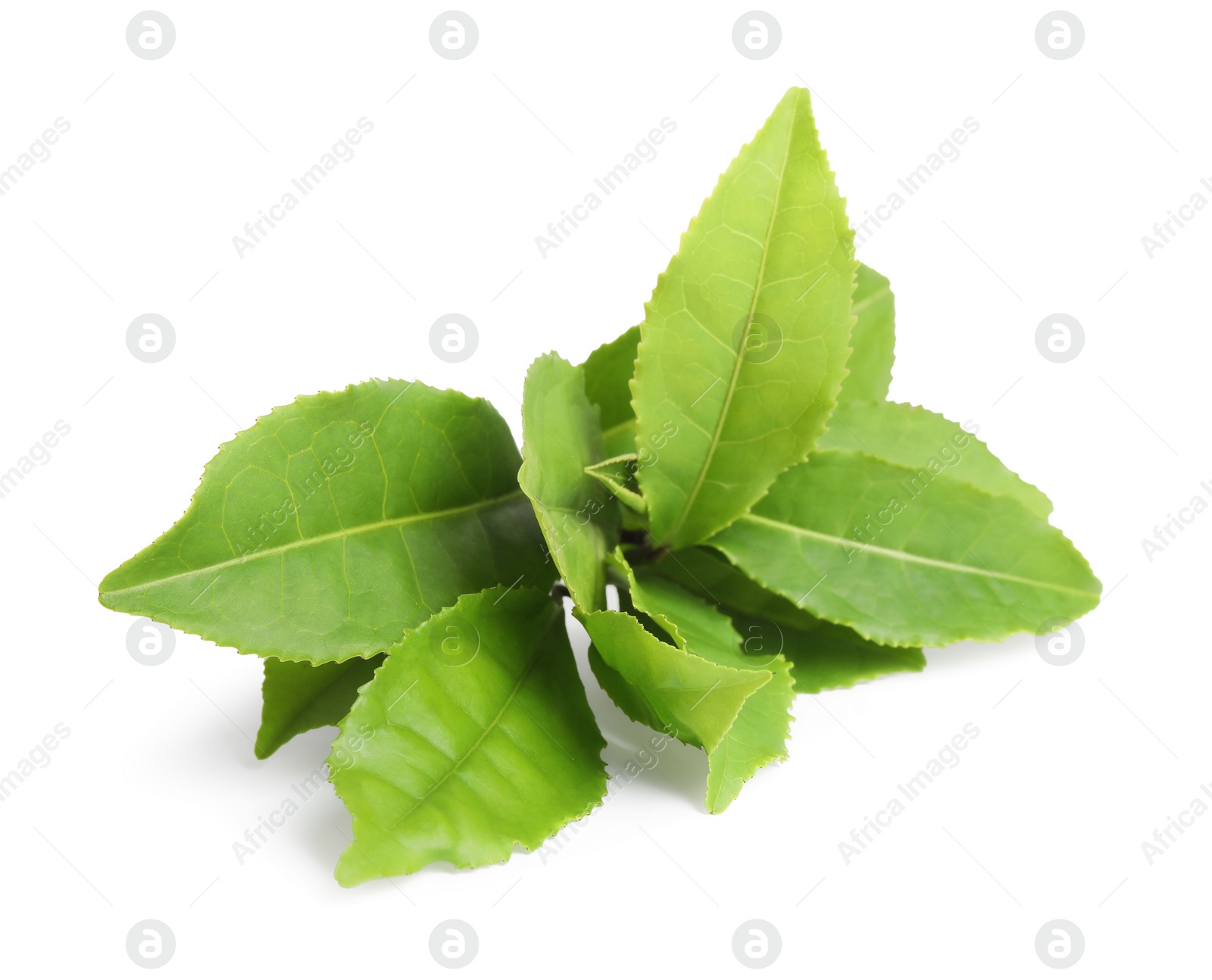 Photo of Fresh green tea leaves isolated on white