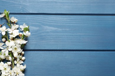 Blossoming spring tree branches as border on blue wooden background, flat lay. Space for text