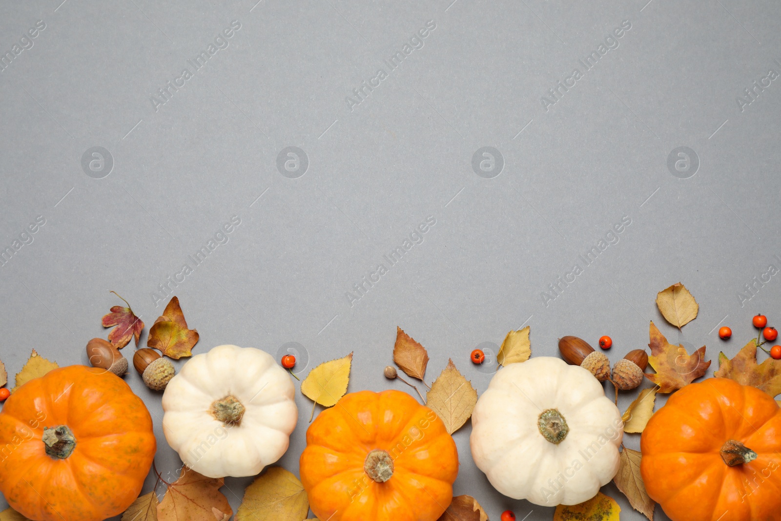 Photo of Different pumpkins, autumn leaves, berries and acorns on grey background, flat lay. Space for text