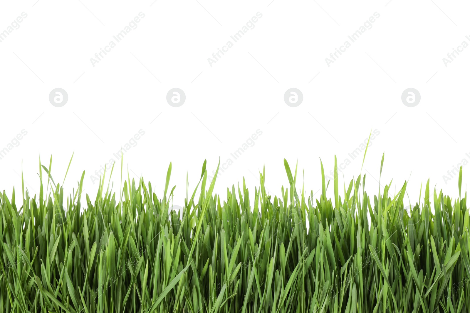 Photo of Fresh green grass on white background. Spring season