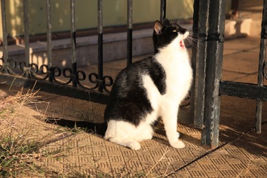 Cute black and white cat sitting near iron fence outdoors. Stray animal
