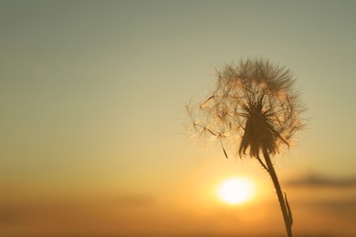 Photo of Beautiful fluffy dandelion outdoors at sunset, closeup. Space for text