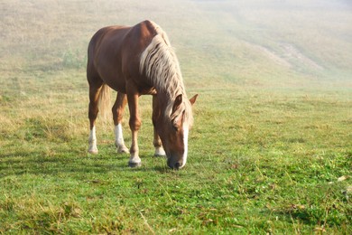 Photo of Beautiful view of horse grazing on misty meadow