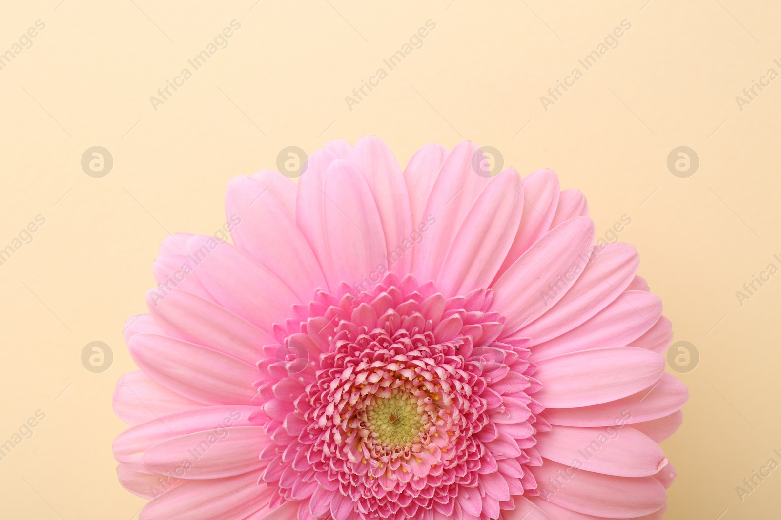 Photo of Beautiful pink gerbera flower on beige background, top view