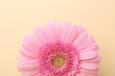 Photo of Beautiful pink gerbera flower on beige background, top view