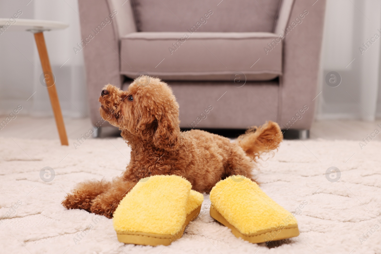 Photo of Cute Maltipoo dog near yellow slippers at home. Lovely pet