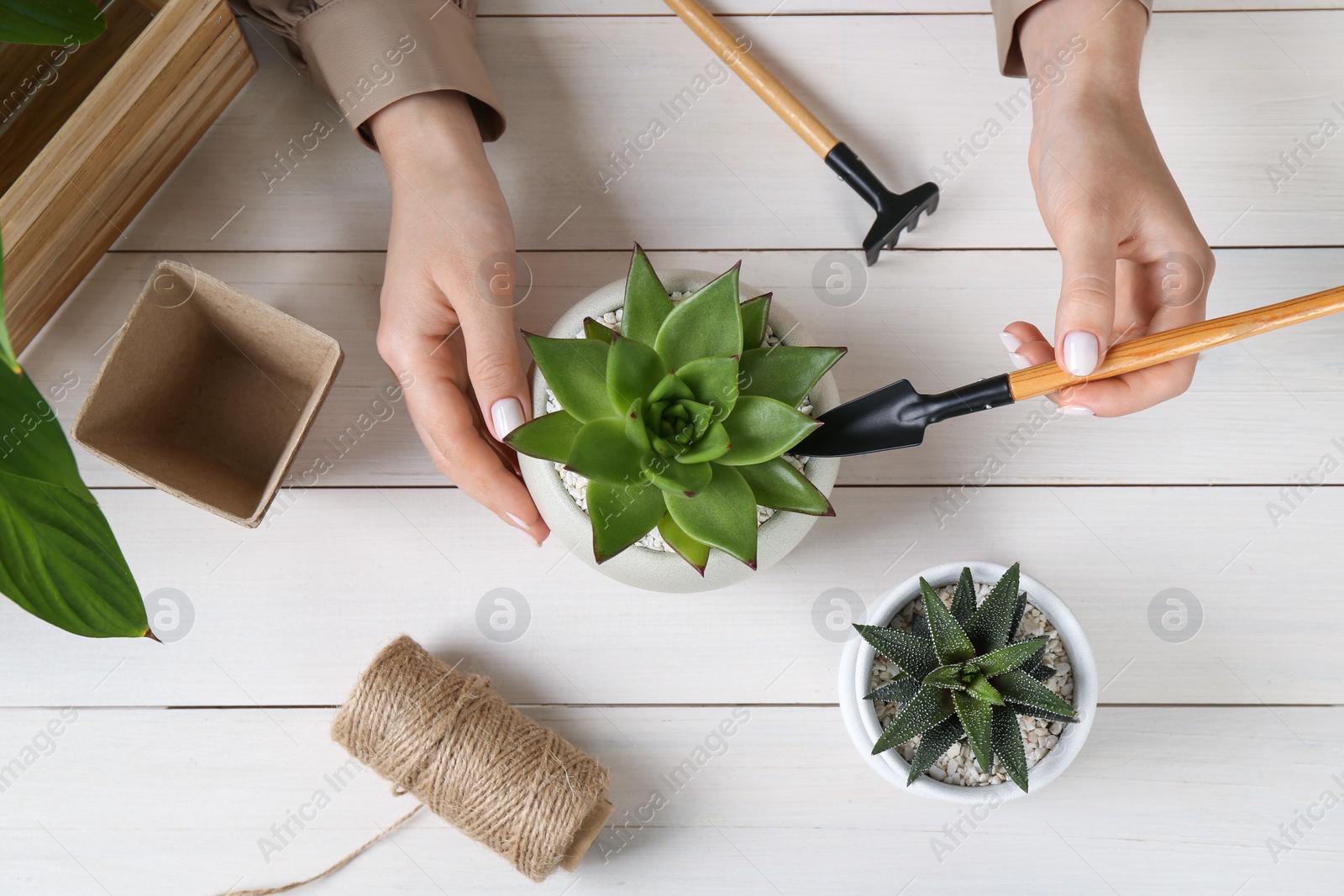 Photo of Woman transplanting beautiful succulent plant at white wooden table, top view