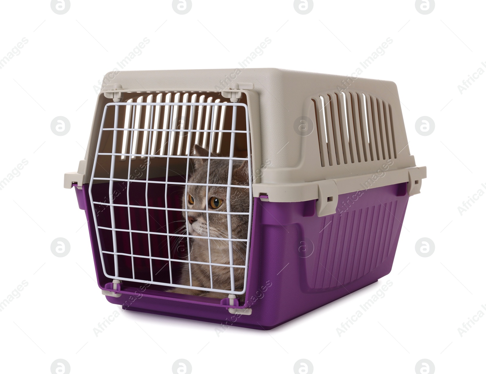 Photo of Travel with pet. Cute cat in carrier on white background