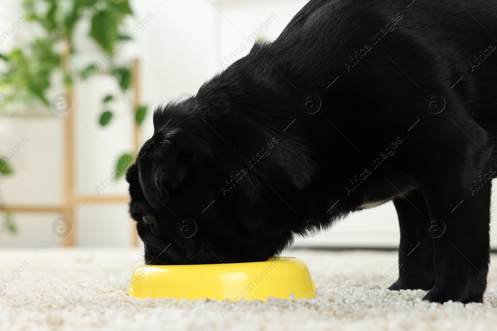 Photo of Cute Pug dog eating from plastic bowl in room