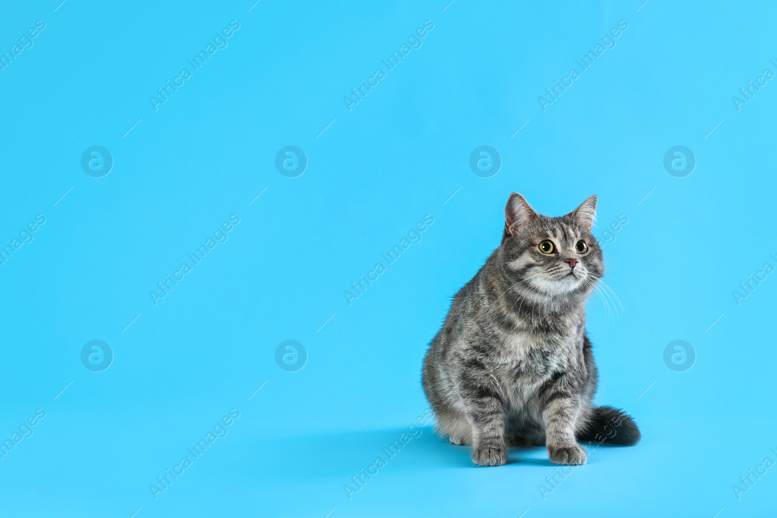 Photo of Cute gray tabby cat on light blue background, space for text. Lovely pet