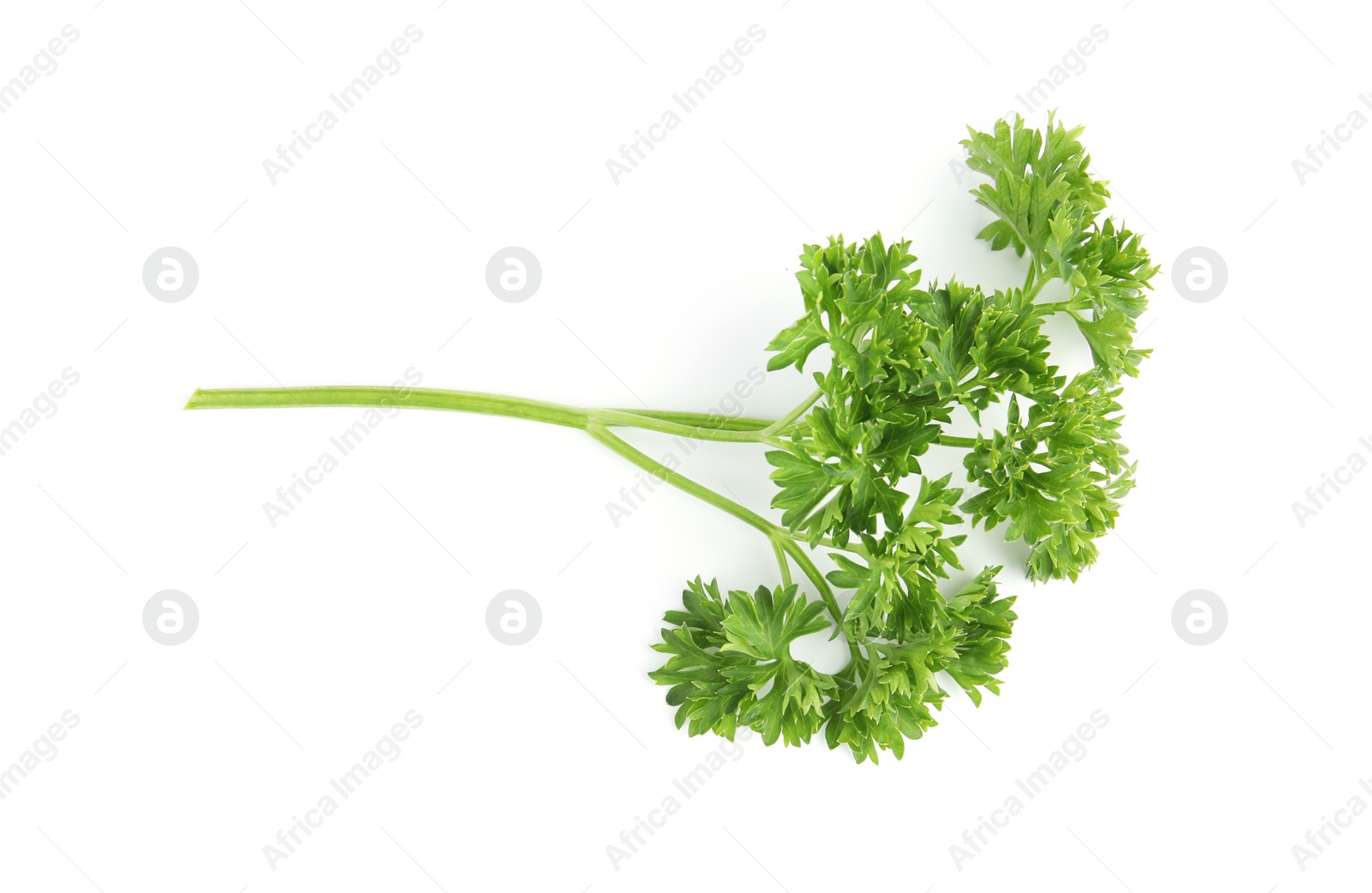 Photo of Fresh green organic parsley on white background