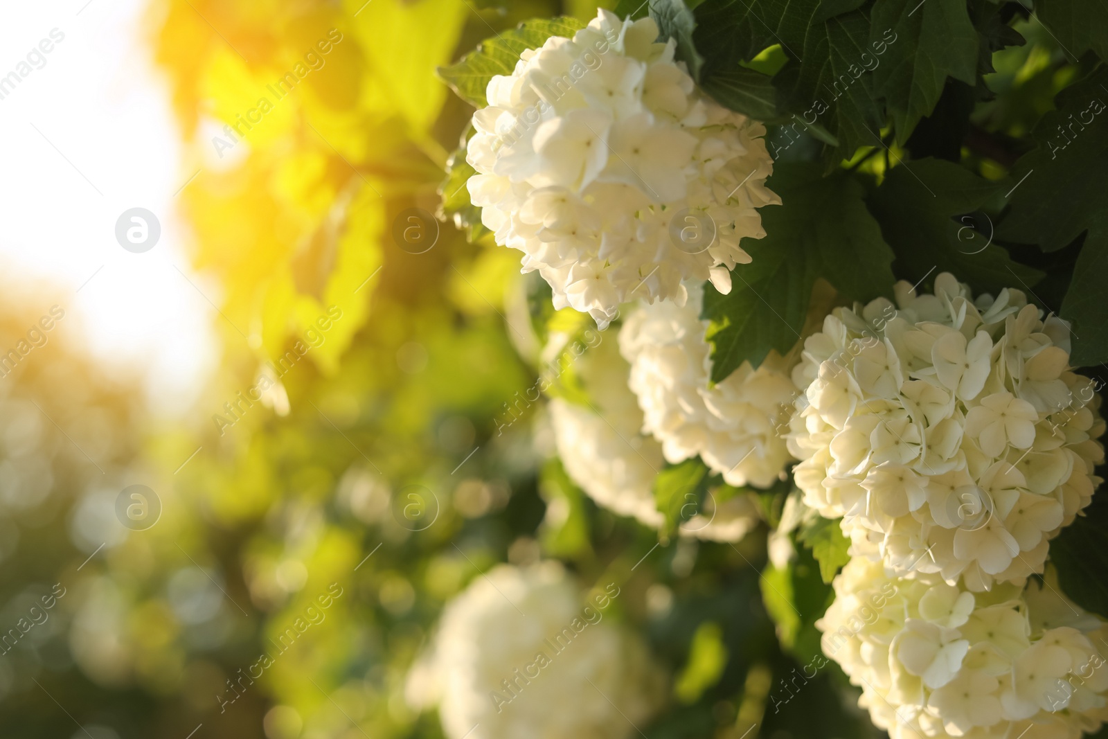 Photo of Beautiful hydrangea plant with white flowers outdoors, closeup