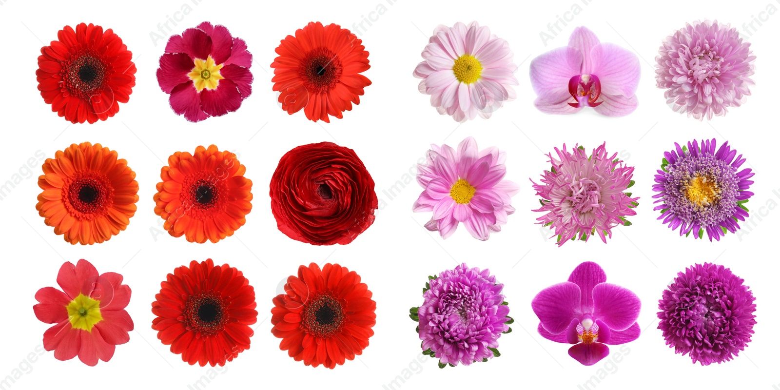 Image of Set with different beautiful flowers on white background. Banner design