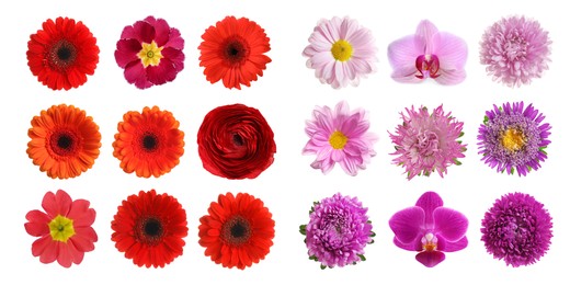 Set with different beautiful flowers on white background. Banner design