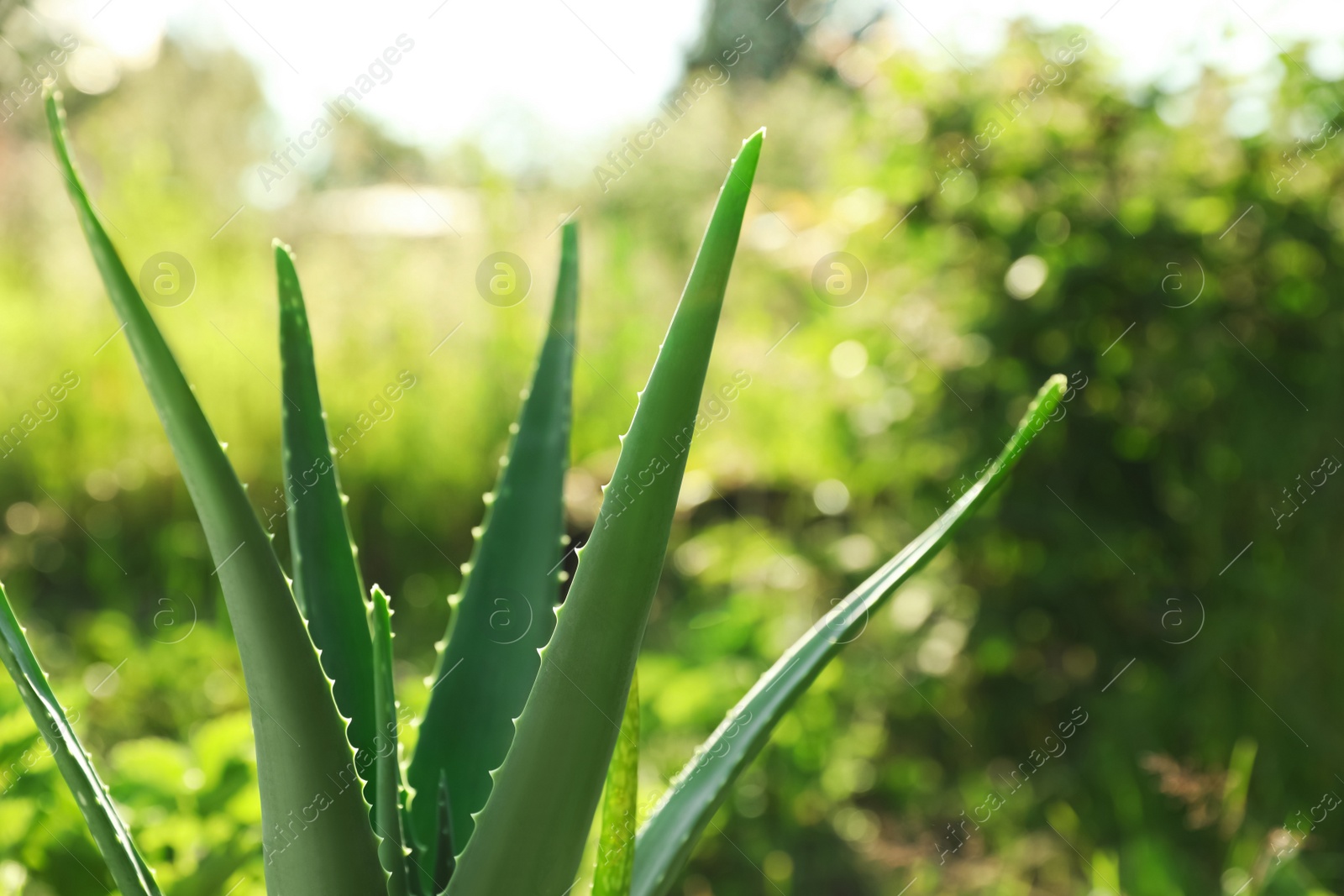 Photo of Closeup view of beautiful aloe vera plant outdoors on sunny day