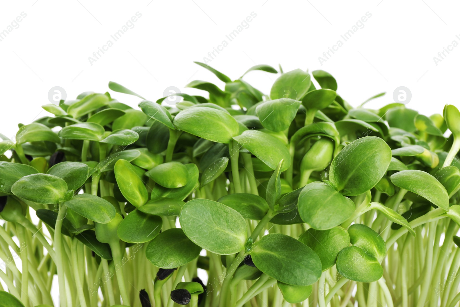 Photo of Fresh organic microgreen on white background, closeup