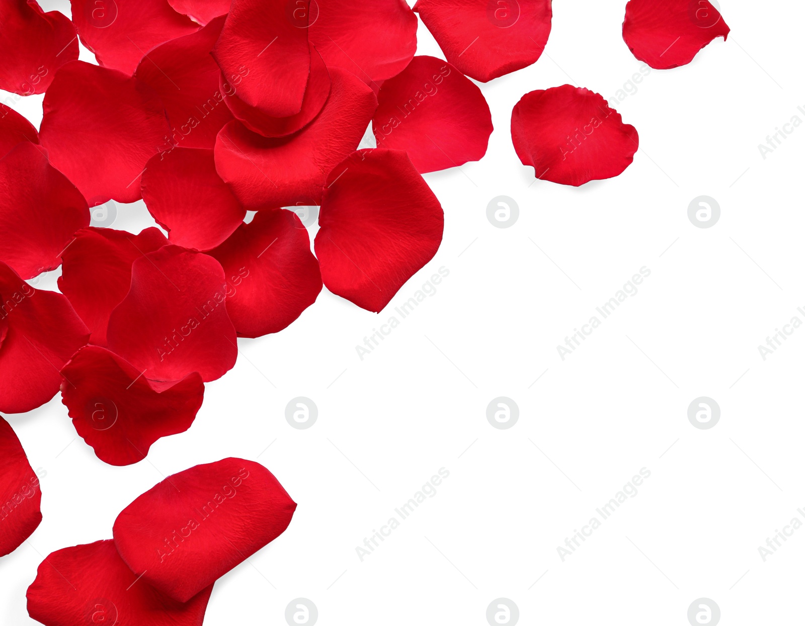 Photo of Many red rose petals on white background, top view