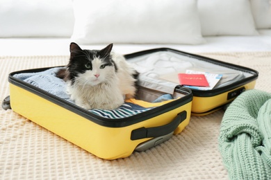 Cute cat sitting in suitcase with clothes and tickets on bed