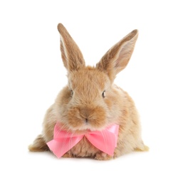 Photo of Adorable furry Easter bunny with cute bow tie on white background