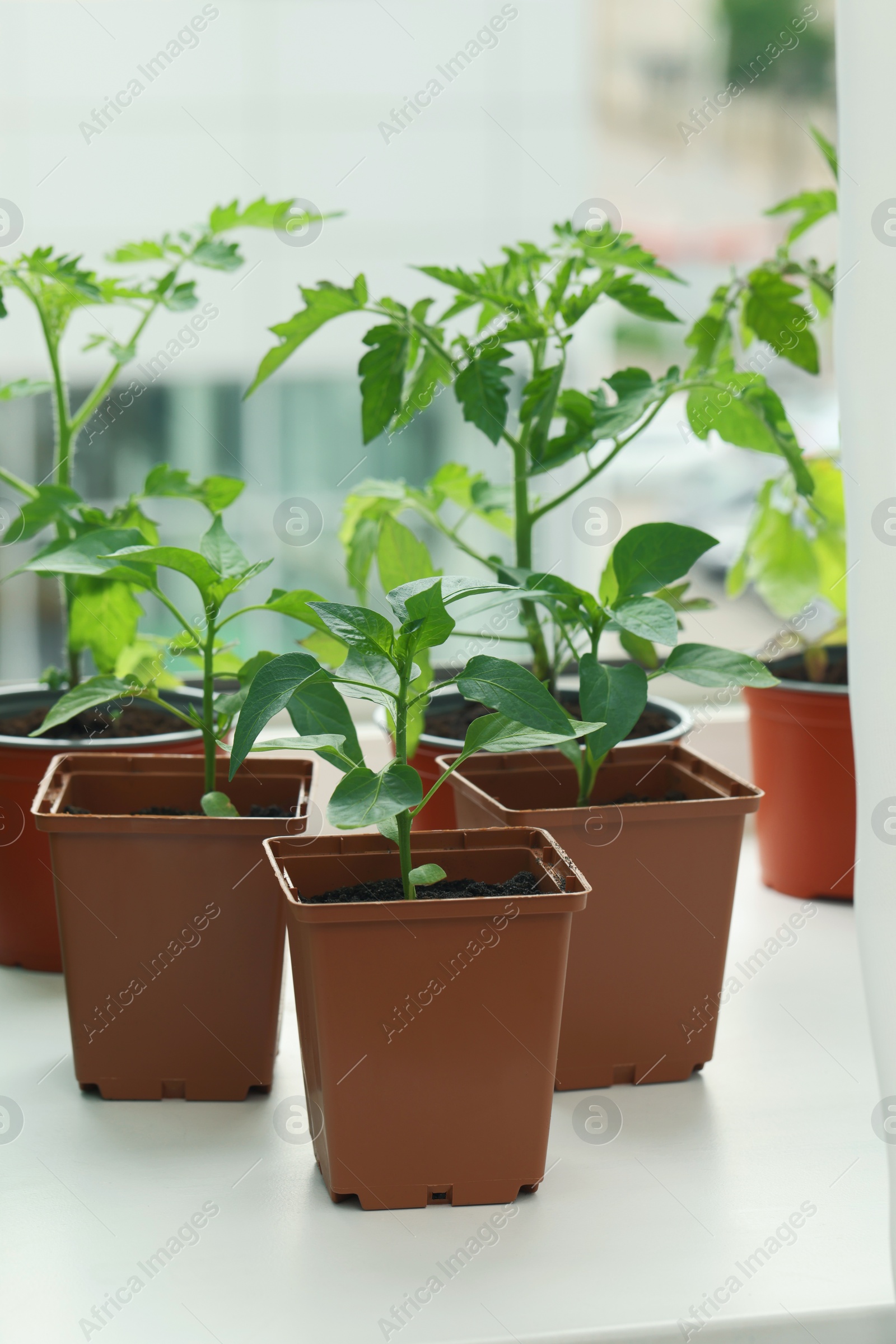 Photo of Different seedlings growing in plastic containers with soil on windowsill indoors