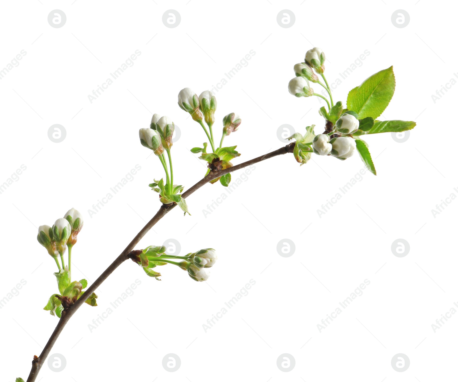 Photo of Beautiful blossoming branch on white background