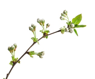 Photo of Beautiful blossoming branch on white background