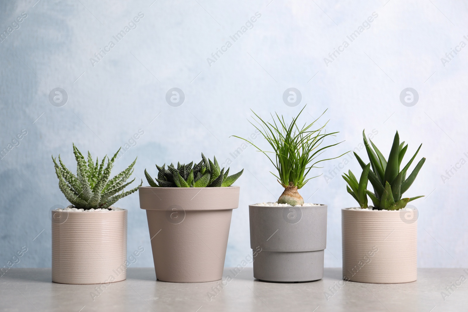 Photo of Beautiful Aloe, Haworthia and Nolina in pots on light table. Different house plants