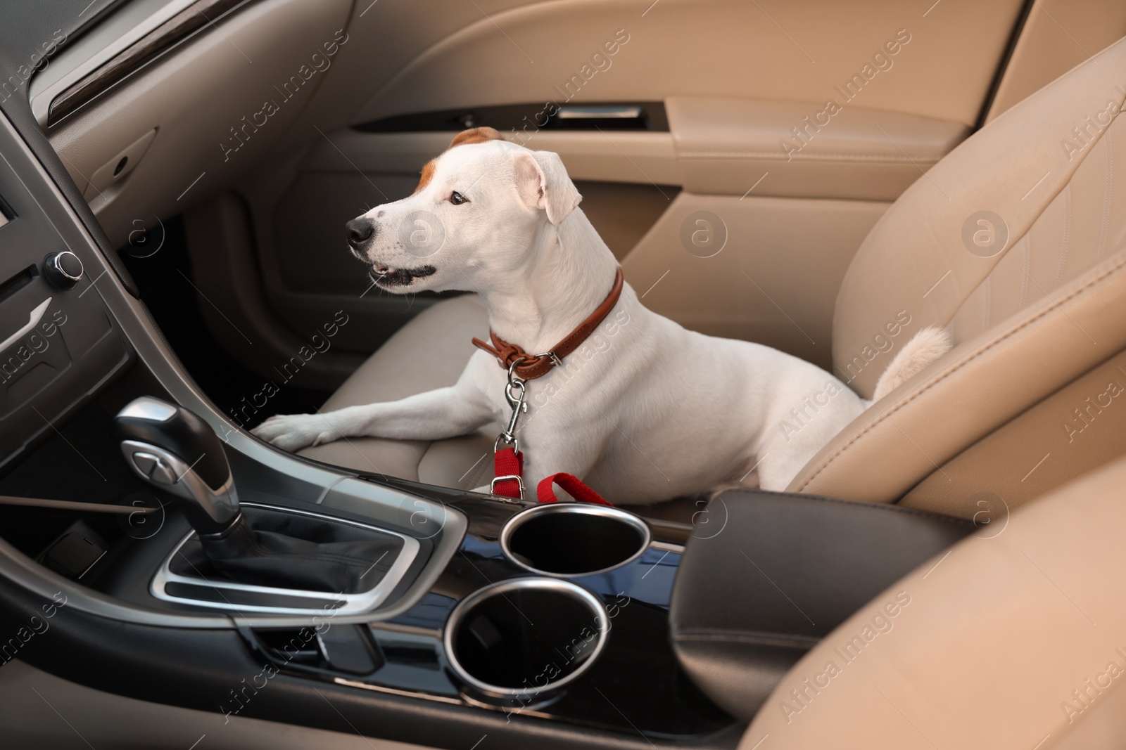 Photo of Jack Russel Terrier in car. Adorable pet