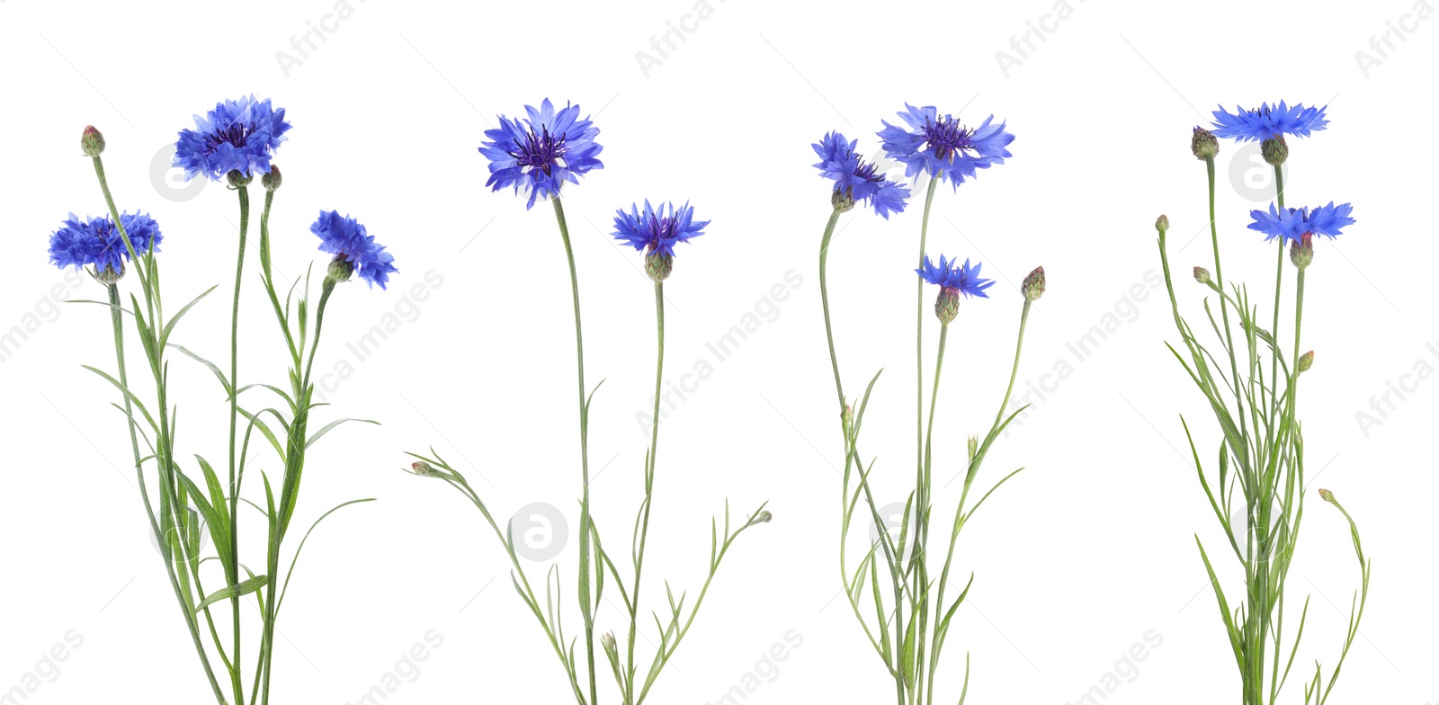 Image of Set with beautiful blue cornflowers on white background. Banner design