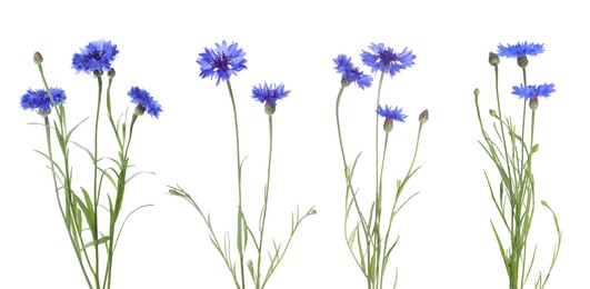 Image of Set with beautiful blue cornflowers on white background. Banner design