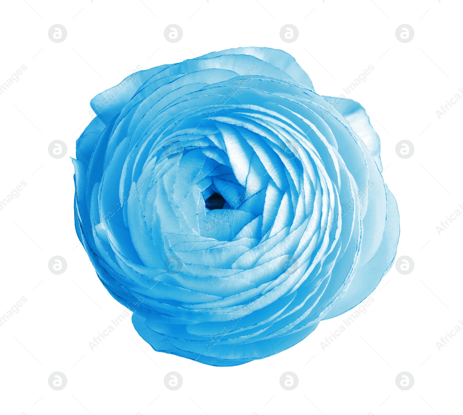 Image of Beautiful light blue ranunculus flower on white background