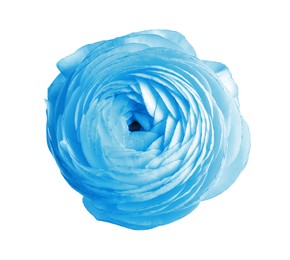 Image of Beautiful light blue ranunculus flower on white background