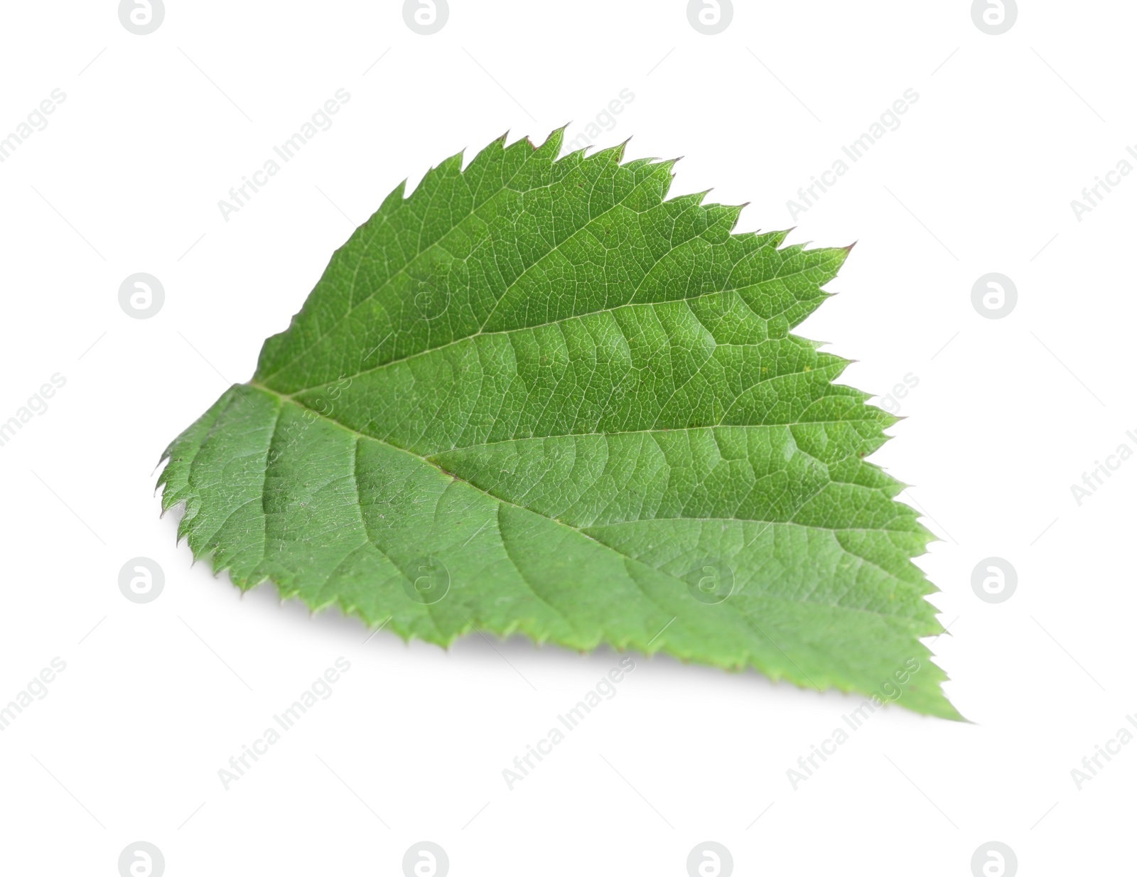 Photo of One fresh blackberry leaf isolated on white