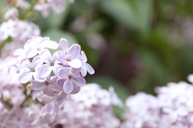 Closeup view of beautiful blossoming lilac bush outdoors