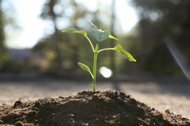 Young seedling growing in soil outdoors on sunny day