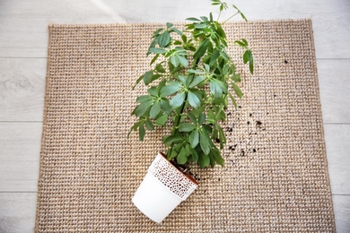 Overturned pot with houseplant on carpet