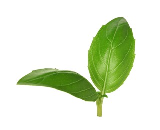 Fresh green basil leaves isolated on white