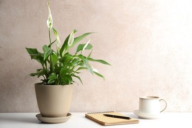 Composition with peace lily, notebook and cup on table against color wall. Space for text