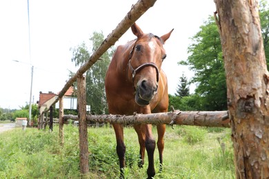 Photo of Beautiful horse in paddock near fence outdoors