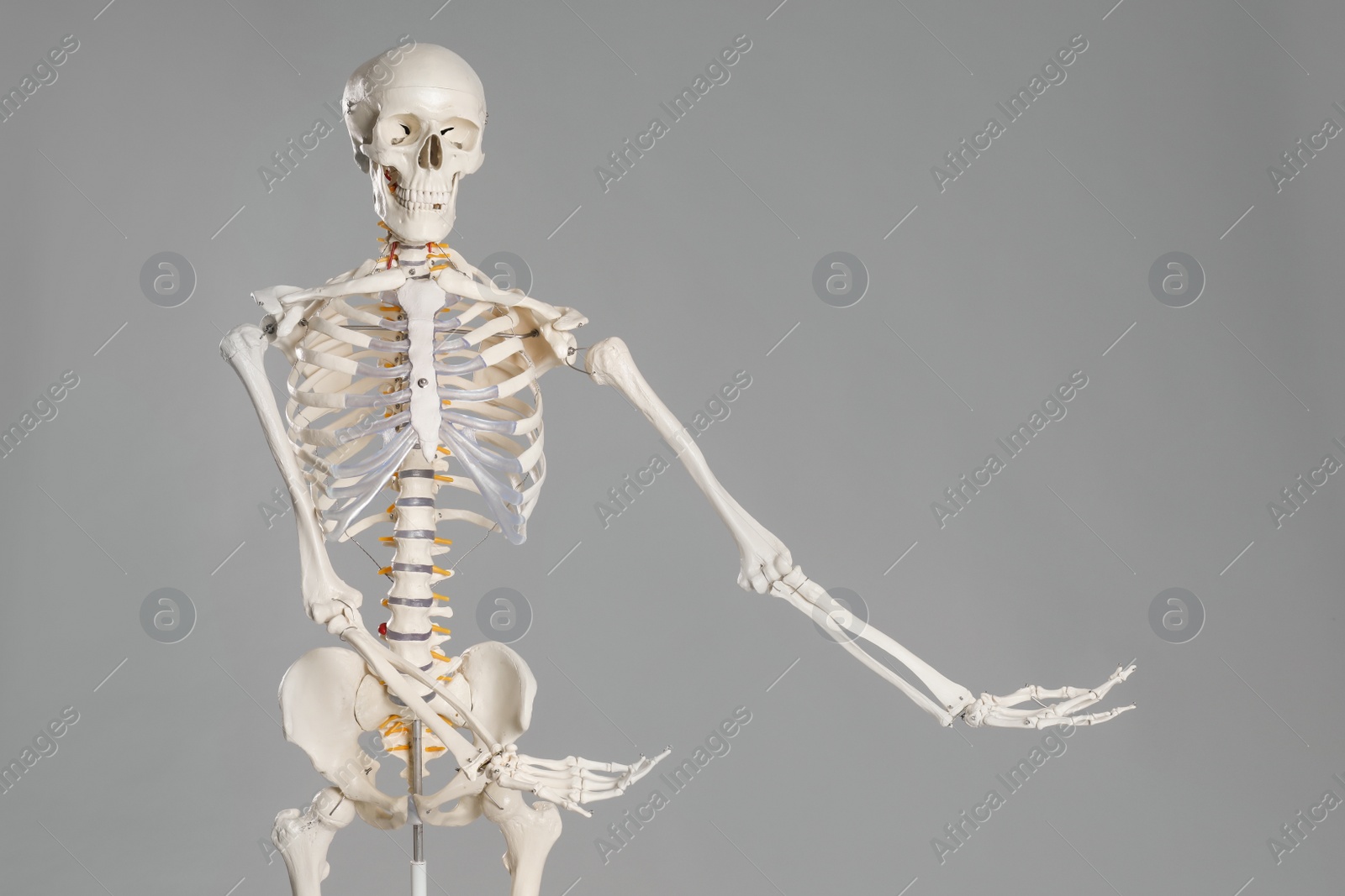 Photo of Artificial human skeleton model on grey background