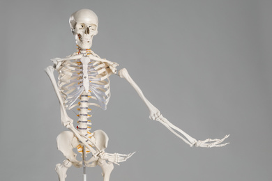 Artificial human skeleton model on grey background